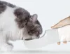 Purlov 21033 Hundeflasche/Wasserflasche mit Napf Produktbild-Vorschau 21