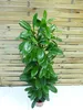 [Palmenlager] XL Ficus cyathistipula - 140 cm/Afrikanische Produktbild-Vorschau 2