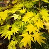 Acer shirasawanum ‘Jordan’, Japanischer Ahorn, Höhe 30 cm, Produktbild-Vorschau 1