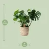 Monstera Deliciosa w koszu Palmleaf - roslina doniczkowa Podgląd zdjęcia produktu 3
