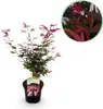 Érable japonais - Acer palmatum « Shaina » - env. 70cm de Voir les images du produit 2