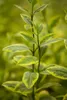 A close-up of a plant stem with variegated green and yellow leaves. Produktbild-Vorschau