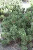 Pinus mugo 'Humpy', Bergkiefer, kompakt, 25–30 cm Produktbild-Vorschau 3