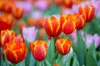 Blumenzwiebel Dünger Für Tulpen Narzissen Krokusse Zwiebeln Produktbild-Vorschau 3