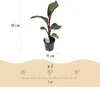 Green boutiQ - Plante fruitière - Bananiers - Ensete Voir les images du produit 3