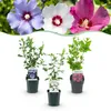 Green boutiQ - Heesters - Hibiscus syriacus Tricolour - Voir les images du produit 1