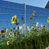 Sichtschutz SONNENBLUMEN Zaun Sichtschutzstreifen 2,5m x Produktbild-Vorschau 1