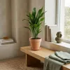 1x Aspidistra Elatior Zimmerpflanze, 80 cm Höhe, 19 cm Produktbild-Vorschau 3