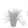 3er-Set - Festuca Glauca Compacta Blue - Blau-Schwingel - Produktbild-Vorschau 3