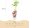 GreenboutiQ - Obstpflanzen - Himbeere - Rubus idaeus Ottawa Produktbild-Vorschau 3