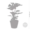 Bloomique - Monstera Deliciosa - Fensterblatt - Produktbild-Vorschau 5