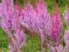 Stauden Gänge 1 x Astilbe chinensis pumila - Zwerg Produktbild-Vorschau 7