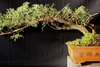 SAFLAX  - Cedro libanese - 20 semi - Cedrus Anteprima dell’immagine prodotto 4