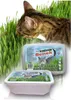 A cat is eating grass next to two containers of cat grass. Podgląd zdjęcia produktu