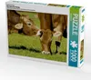 Calvendo Ein Motiv aus dem Kalender Ein Herz für Rinder Produktbild-Vorschau 1