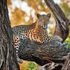 Korsch Kalender 2027 Big Cats Wildlife-Fotografien mit Produktbild-Vorschau 3