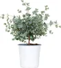 Eucalyptus gunnii - Mostgummi-Baum - Strauch - Immergrün - Produktbild-Vorschau 1