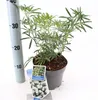 Choisya Greenfingers ('LISSFING'PBR) - Orangenblume | 40-50 Produktbild-Vorschau 2
