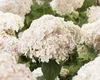 Hortenzie arb. candybelle Marshmallow'® - hortenzie 50- 60 Náhľad obrázku produktu 1