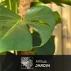 Monstera deliciosa - plante trouée avec tuteur - Voir les images du produit 2