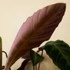 Bloomique - Calathea Warscewiczii - Roślina pawia - Rośliny Podgląd zdjęcia produktu 7