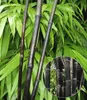 BALDUR Garten 1x Schwarzer Bambus 'Black Pearl', Pflanze im Produktbild-Vorschau 1