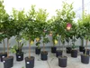 Zitrus Zitronenbaum Zitrone Citrus Limon Limone 140 - 160 Produktbild-Vorschau 1