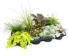 Bunte Herbst-Staudenmischung „Herbstzauber“ – 8 Produktbild-Vorschau 1