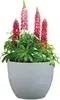 Scheurich Firenze 60, Pflanzgefäß/Blumentopf/Pflanzkübel, Produktbild-Vorschau 3