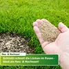 Greenyp® Berliner Tiergarten I robuster & schnellkeimender Produktbild-Vorschau 4
