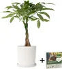 Glückskastanie - Pachira aquatica - Höhe 60-70cm - ⌀17cm Produktbild-Vorschau 7