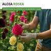 Stockrosen Prachtmischung Samen - Alcea rosea - Rosensamen Produktbild-Vorschau 2