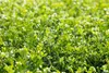 Ilex crenata 'Stokes', Japanische Stechpalme, immergrün, Produktbild-Vorschau 3