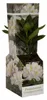 Rhododendron Cunningham’s White 15–20 cm – Winterhart, Produktbild-Vorschau 5