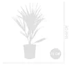 2er-Set Chamaerops Humilis, Zwergpalme, Palme, 50-60 cm, Produktbild-Vorschau 4