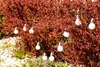 A string of solar-powered lights hangs on a red-leafed bush. Náhľad obrázku produktu