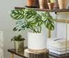 A potted plant sits on a shelf with other plants and books. Produktbild-Vorschau