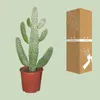 Opuncja figowa (Opuntia Consolea) - roslina doniczkowa, Podgląd zdjęcia produktu 3