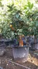 Sunny Tree – drzewko cytrynowe Tiger Lemon, ozdobne drzewko Podgląd zdjęcia produktu 5