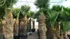 Palme Hanfpalme Trachycarpus Fortunei Gesamthöhe ca. 200cm Produktbild-Vorschau 4