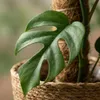 Monstera Minima am Moosstab 90cm Mini Fensterblatt Produktbild-Vorschau 4