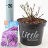 Hydrangea macr. 'Little Purple' ® (Little XS) – hortensja | Podgląd zdjęcia produktu 2
