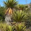 Yucca Torreyi Samen - 5er Pack - Winterhart bis -15°C - Produktbild-Vorschau 3