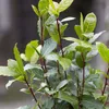 Bloomique - Lot de 2 - Laurus Nobilis - Laurier-sauce - Voir les images du produit 4
