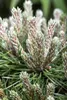Pinus mugo 'Benjamin', Bergkiefer, kompakt, 12–15 cm Produktbild-Vorschau 6