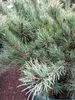 Pinus parviflora Kiomatsu - Zwergmädchenkiefer - Produktbild-Vorschau 3