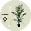 Ďatľovník kanársky - 2 ks. - Phoenix canariensis - Výška Náhľad obrázku produktu 2