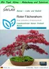 SAFLAX Garden to go - Roter Fächerahorn - Acer palmatum Produktbild-Vorschau 1