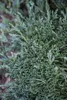 Juniperus horizontalis 'Wiltonii', Kriech-Wacholder, ca. Produktbild-Vorschau 1