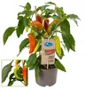 Chili-Pflanze - mild - Peperoni - Pfefferstrauch für Balkon Produktbild-Vorschau 1